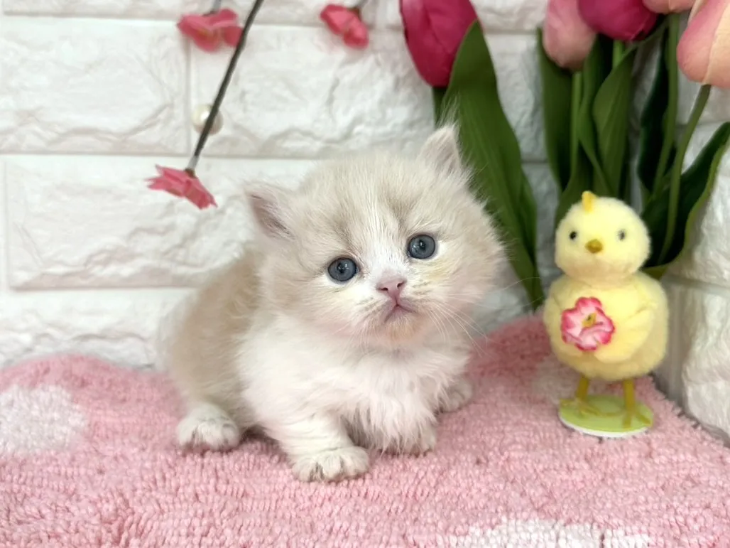 ★ミヌエット（短足）★オス★ No.3080