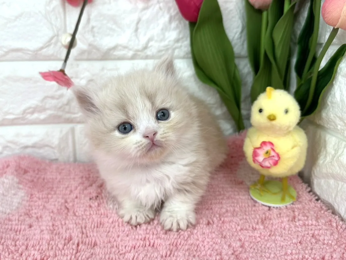 ★ミヌエット（短足）★オス★ No.3080