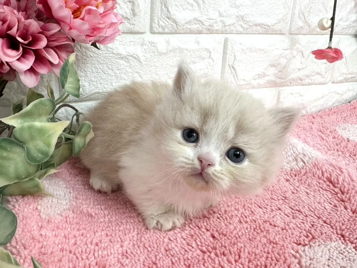 ★ミヌエット（短足）★オス★ No.3080