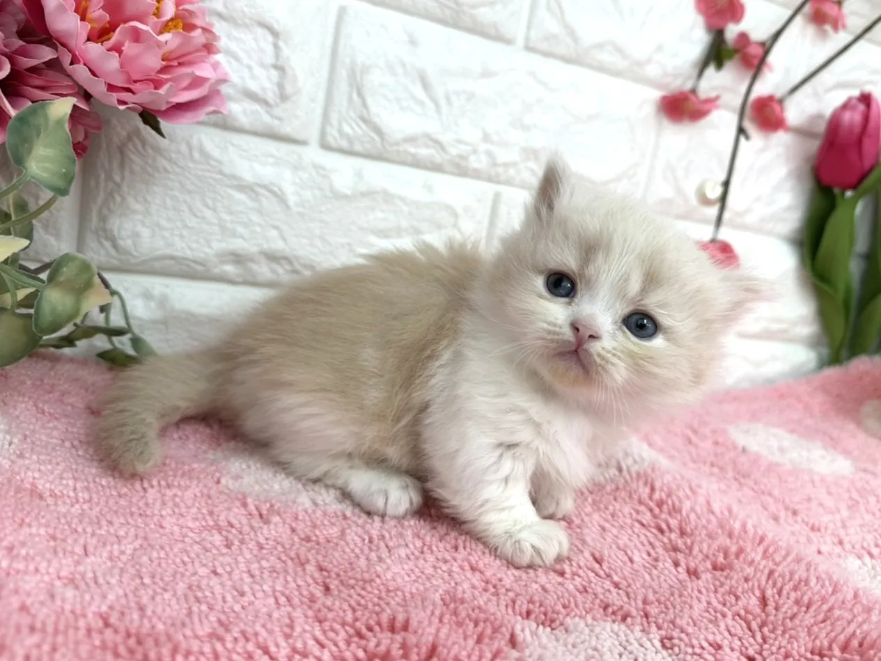 ★ミヌエット（短足）★オス★ No.3080