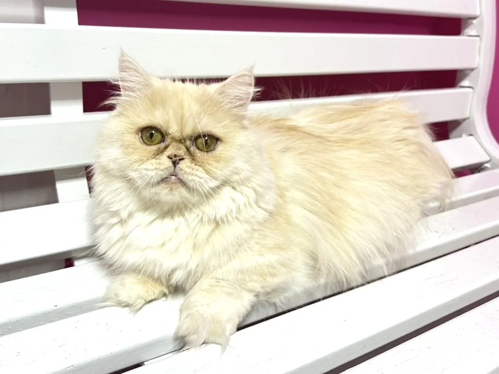 ★里親募集中★