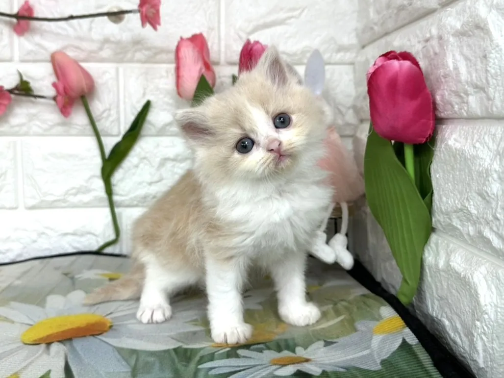 売約済★ミヌエット（足長）★メス★ No.3081