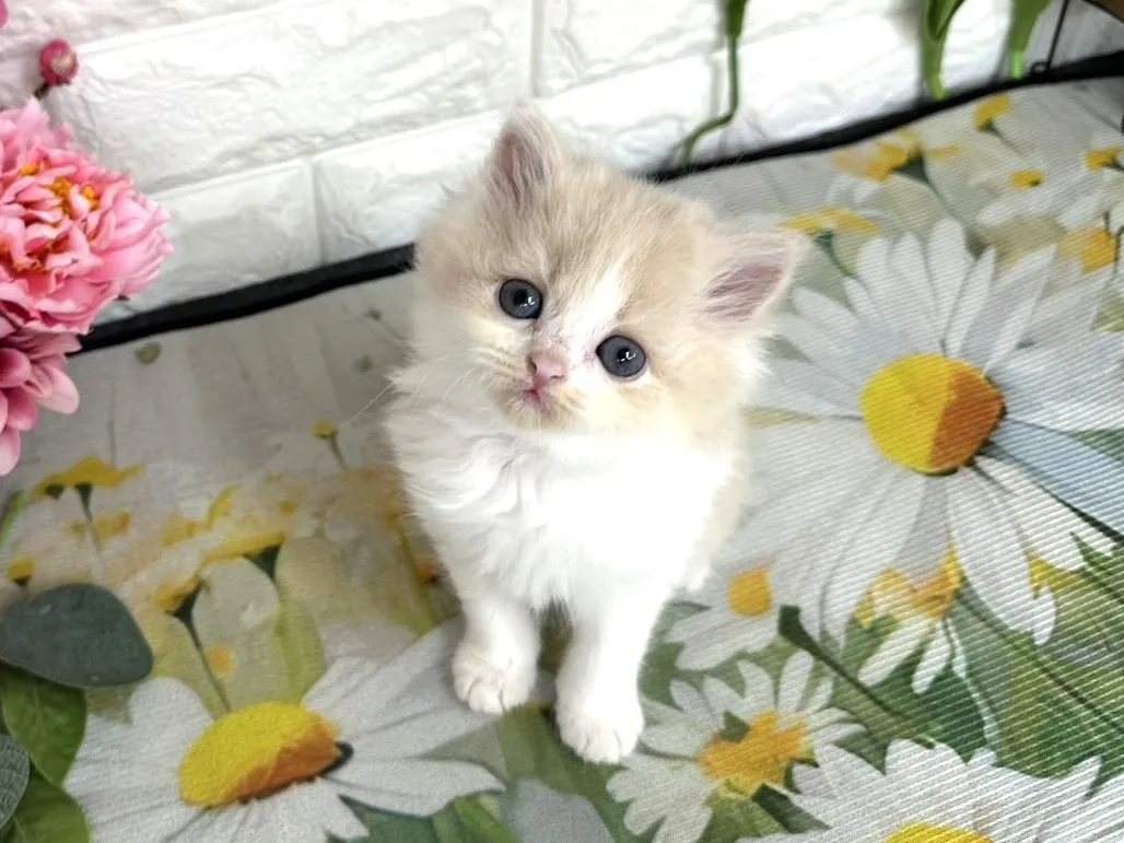 売約済★ミヌエット（足長）★メス★ No.3081