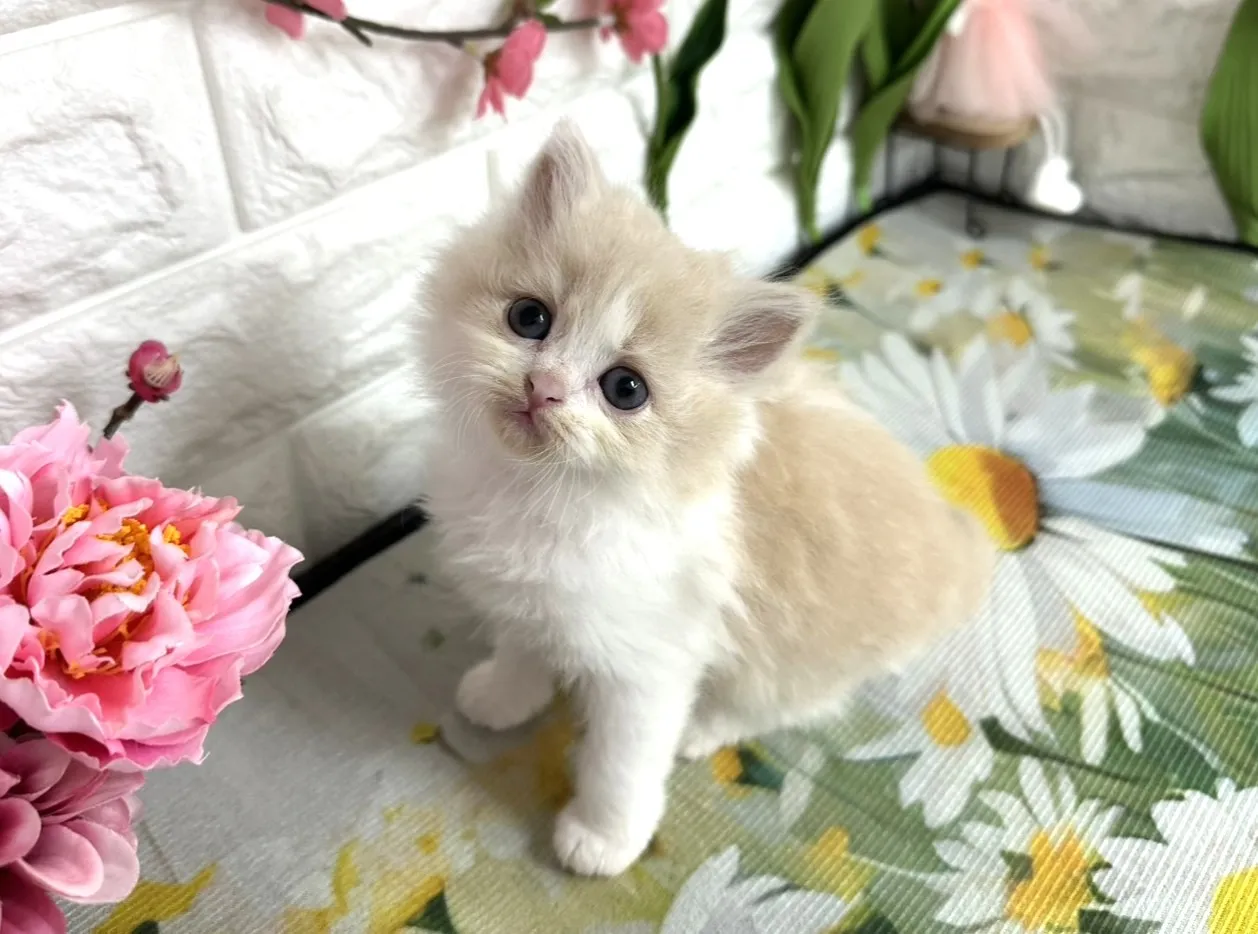 売約済★ミヌエット（足長）★メス★ No.3081