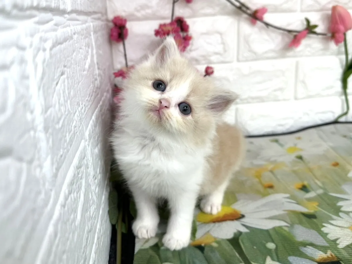 売約済★ミヌエット（足長）★メス★ No.3081