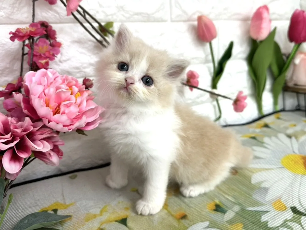 売約済★ミヌエット（足長）★メス★ No.3081