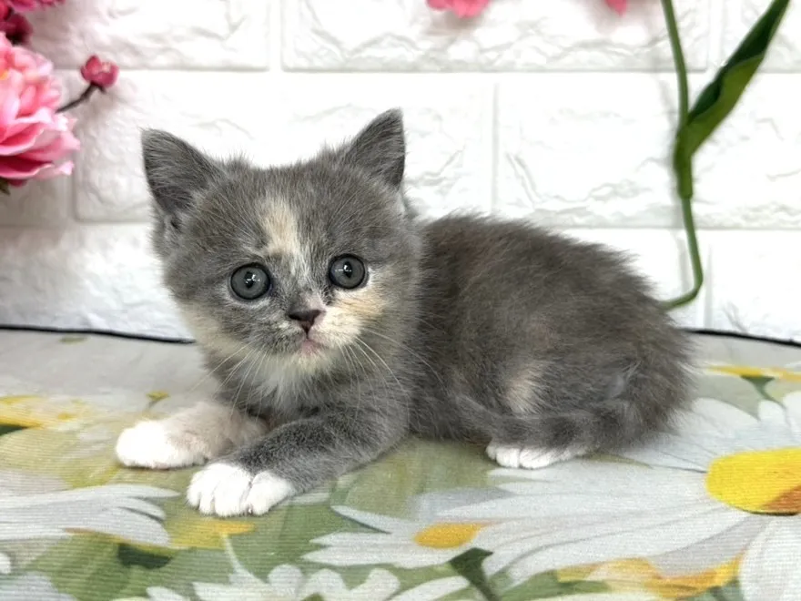 売約済★ミヌエット（足長）★メス★ No.3083