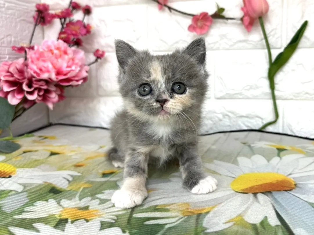 売約済★ミヌエット（足長）★メス★ No.3083