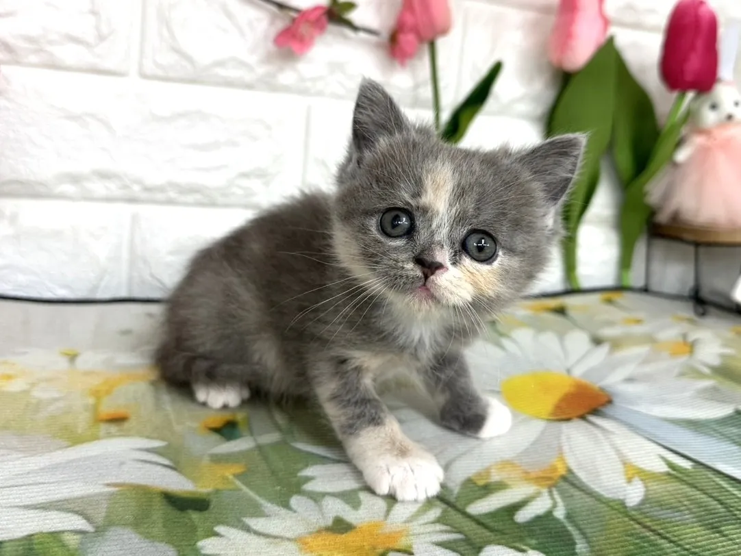 売約済★ミヌエット（足長）★メス★ No.3083