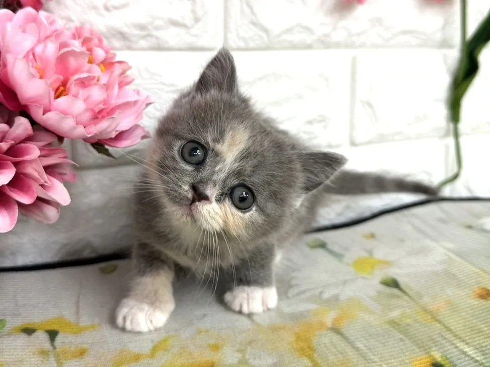 売約済★ミヌエット（足長）★メス★ No.3083