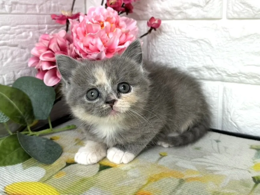 売約済★ミヌエット（足長）★メス★ No.3083