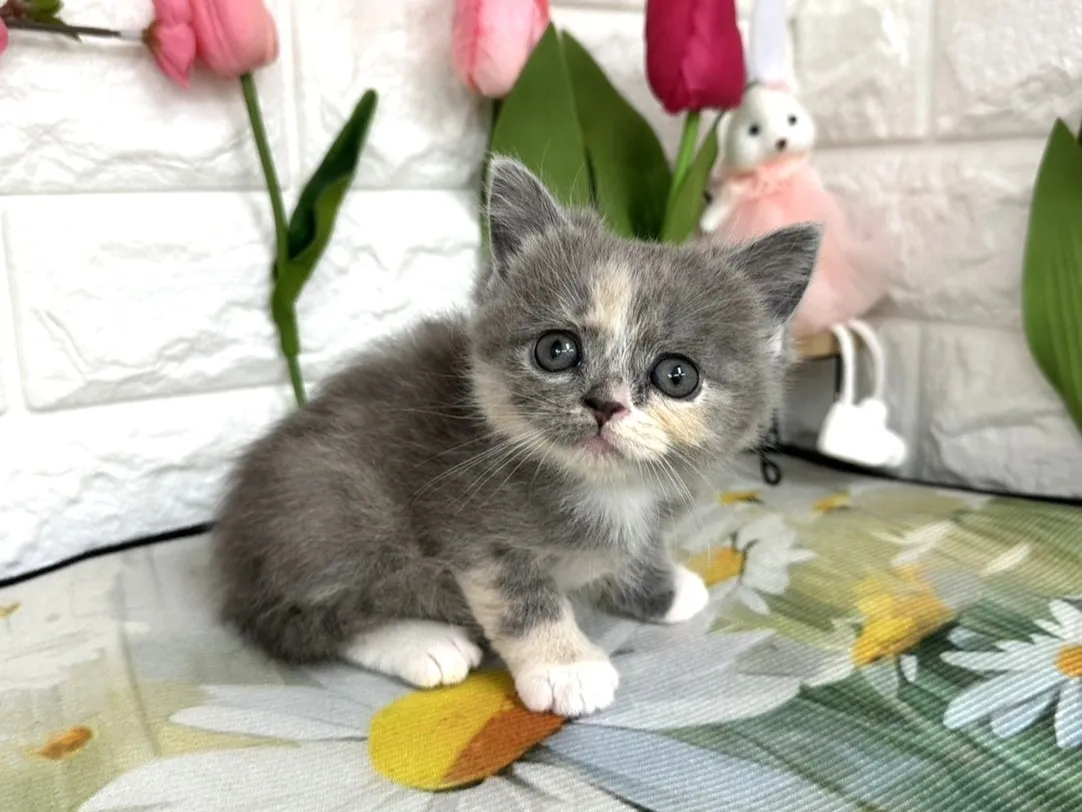 売約済★ミヌエット（足長）★メス★ No.3083