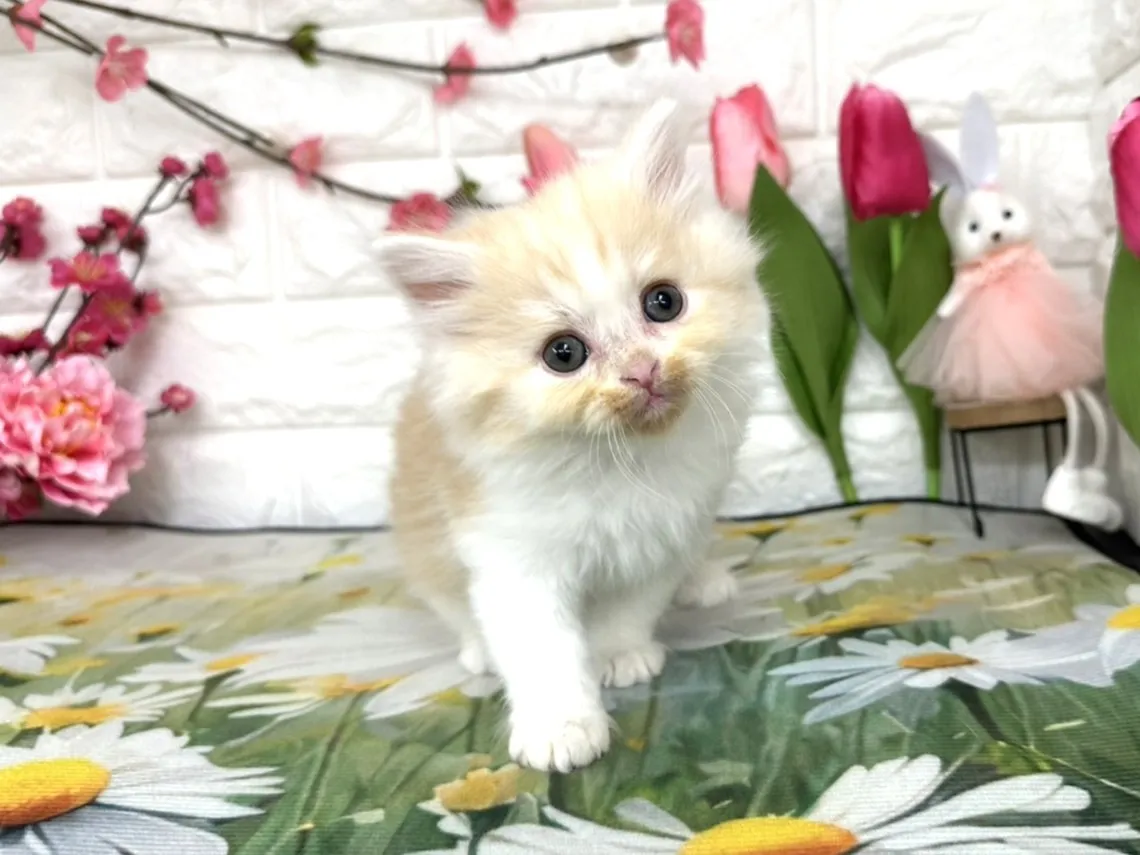 売約済★ミヌエット（足長）★オス★ No.3084