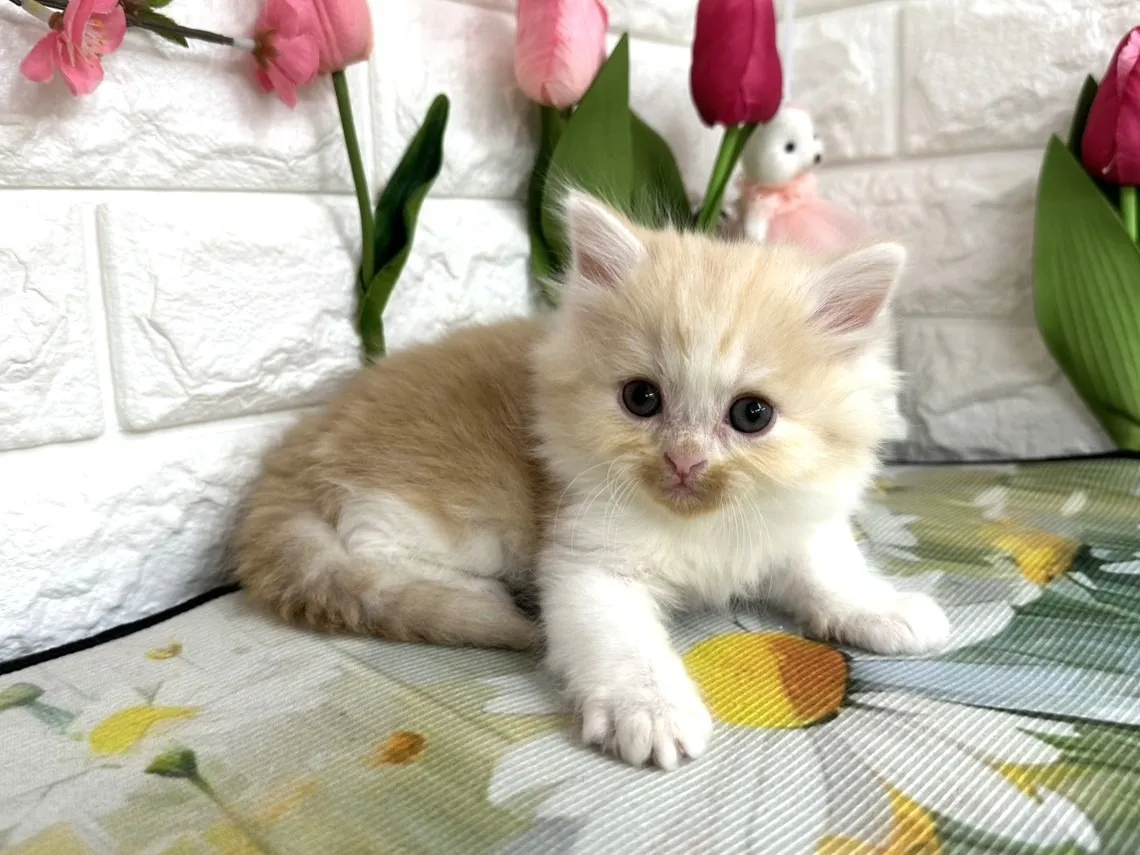 売約済★ミヌエット（足長）★オス★ No.3084