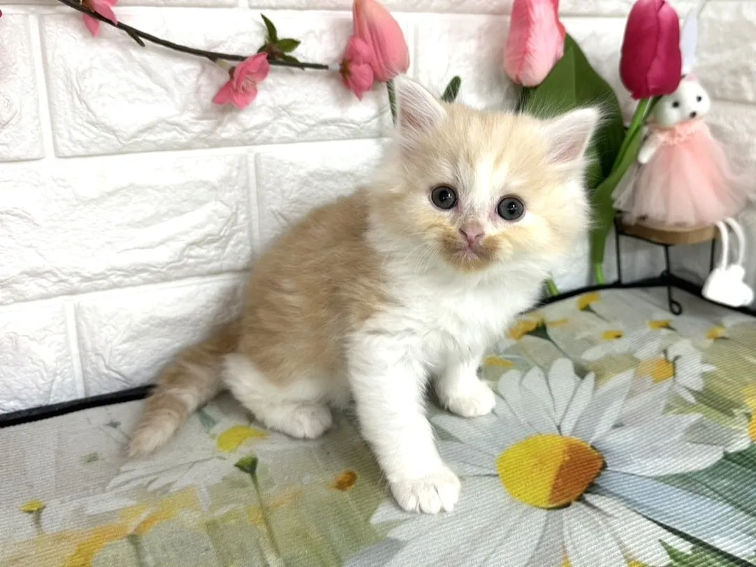 売約済★ミヌエット（足長）★オス★ No.3084