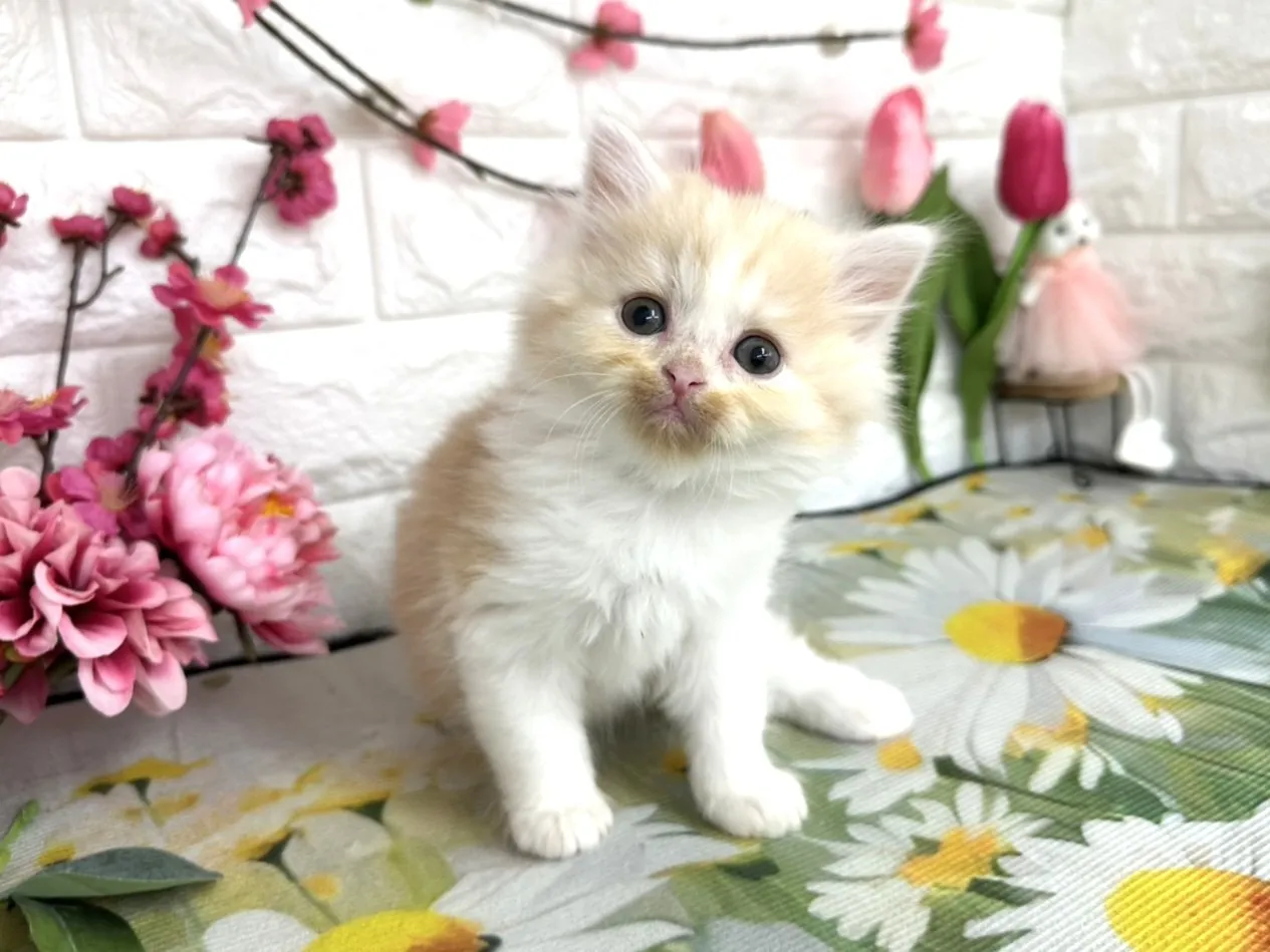 売約済★ミヌエット（足長）★オス★ No.3084