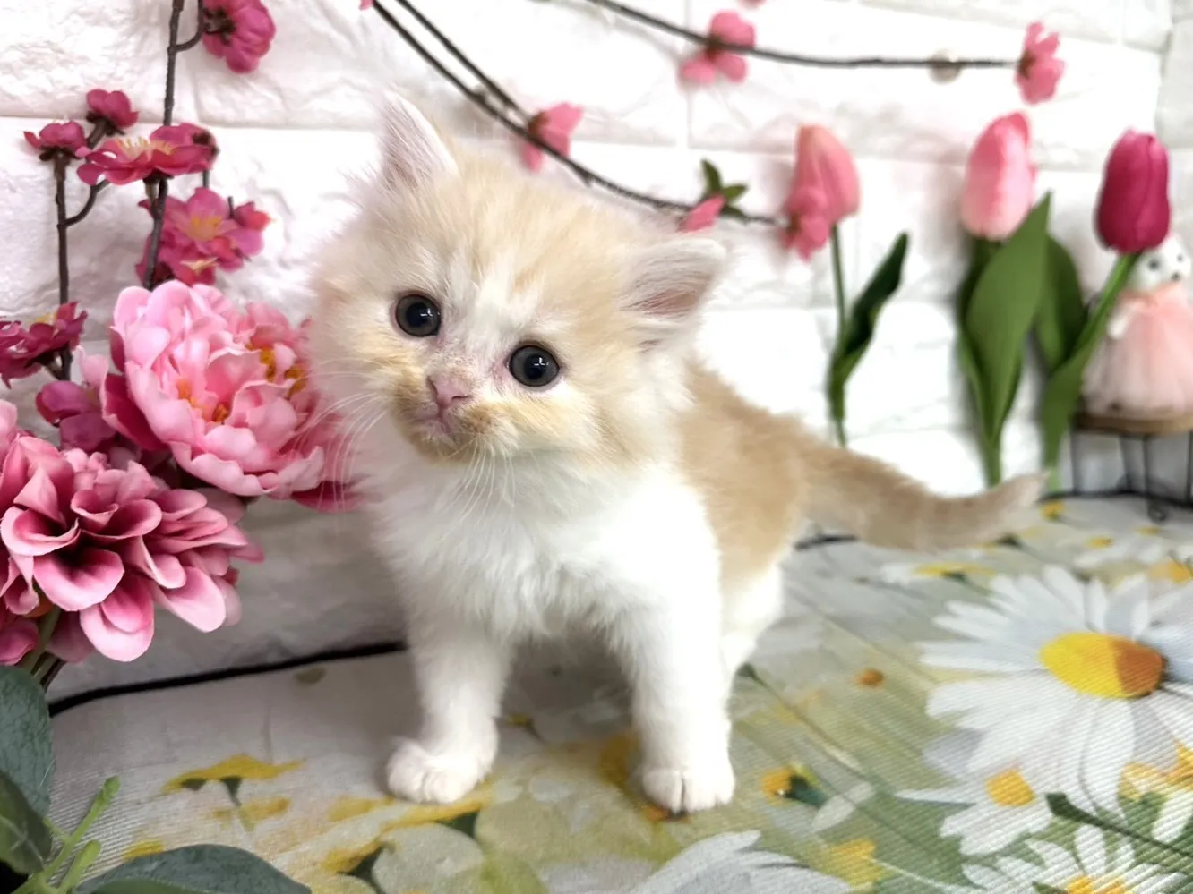 売約済★ミヌエット（足長）★オス★ No.3084