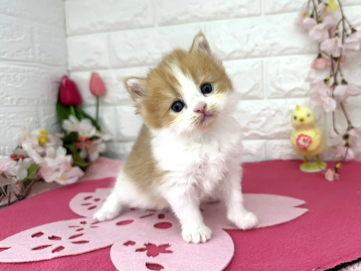 売約済★ミヌエット（足長）★メス★ No.3085