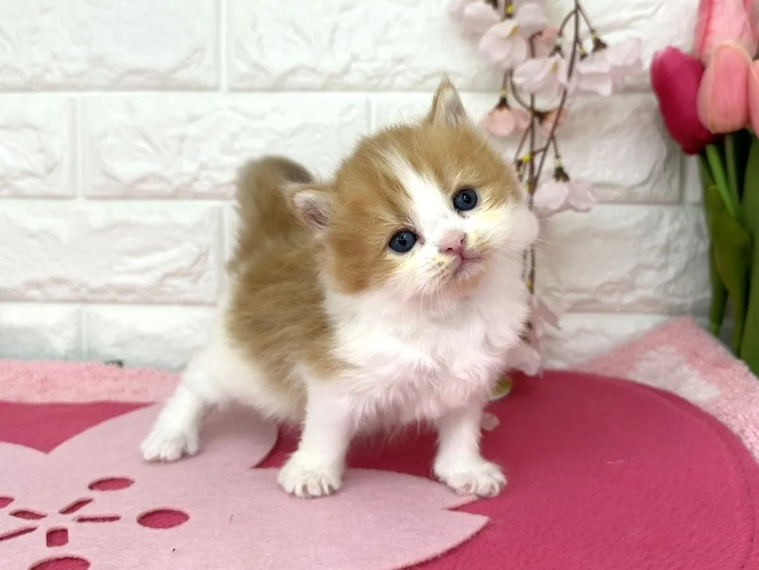 売約済★ミヌエット（足長）★メス★ No.3085