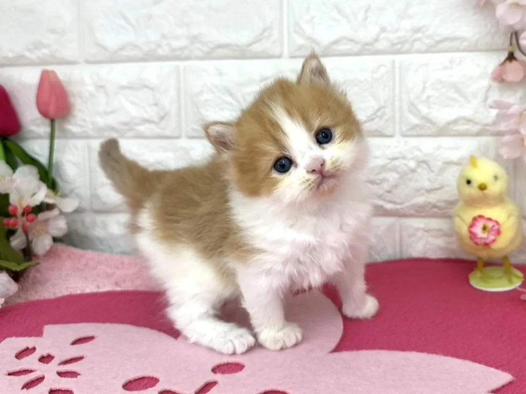 売約済★ミヌエット（足長）★メス★ No.3085