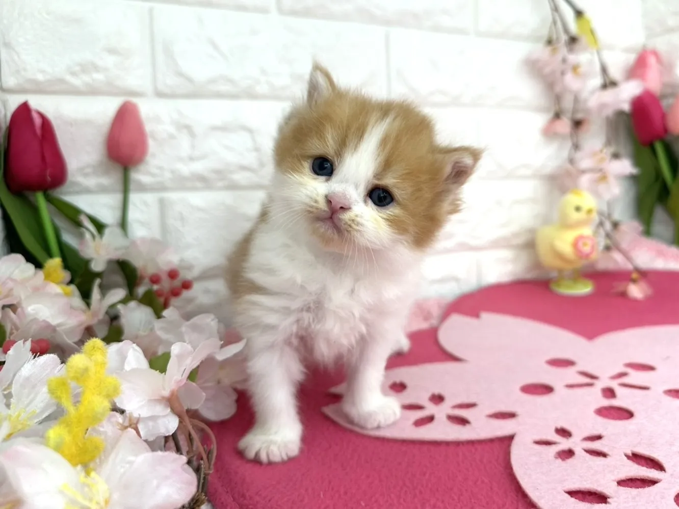 売約済★ミヌエット（足長）★メス★ No.3085