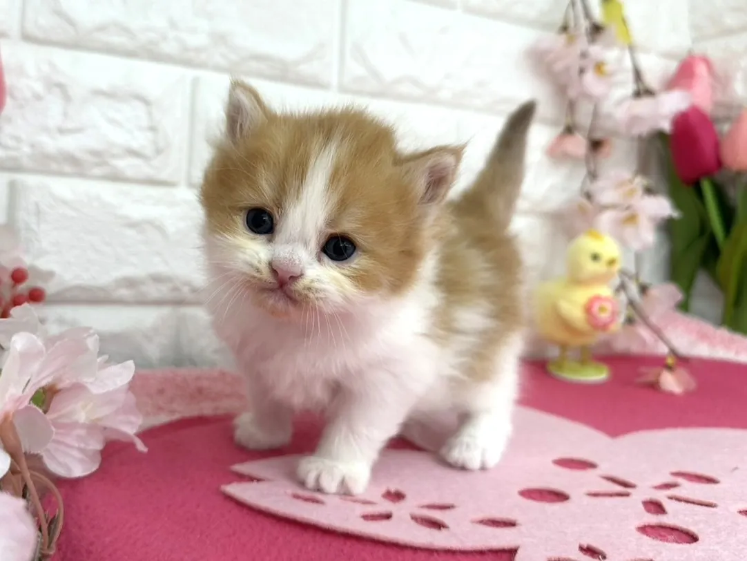 売約済★ミヌエット（足長）★メス★ No.3085