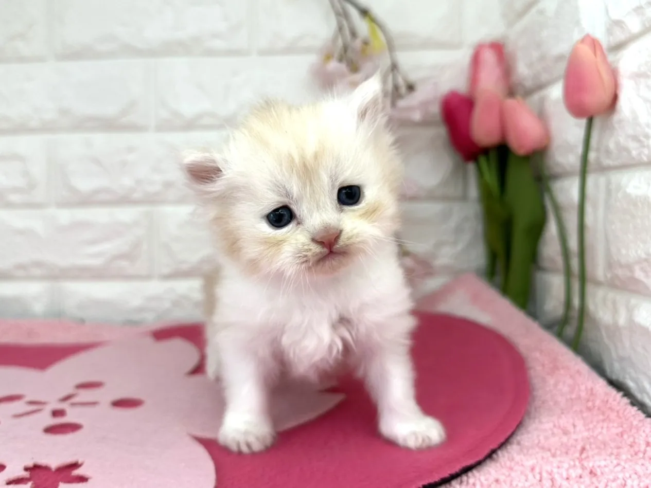 売約済★ミヌエット（足長）★オス★ No.3086