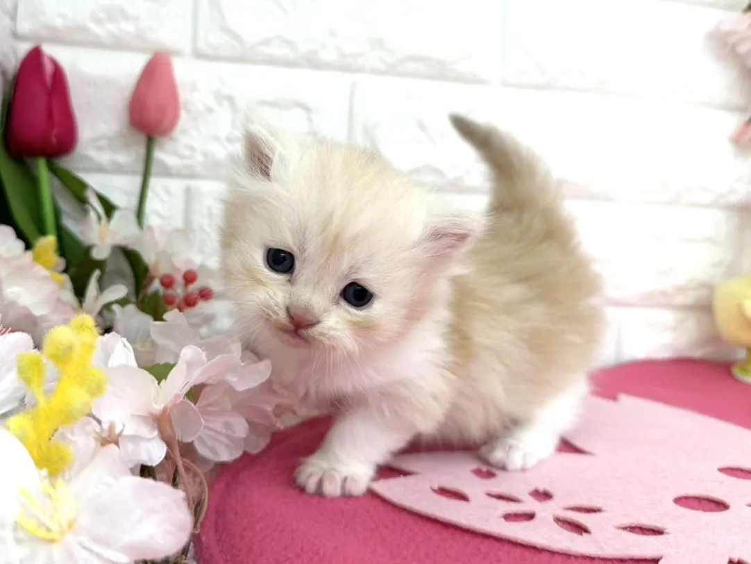 売約済★ミヌエット（足長）★オス★ No.3086