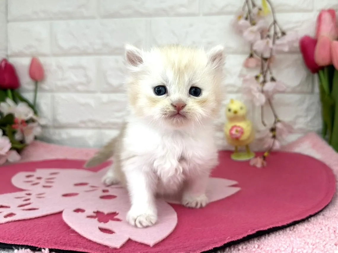 売約済★ミヌエット（足長）★オス★ No.3086