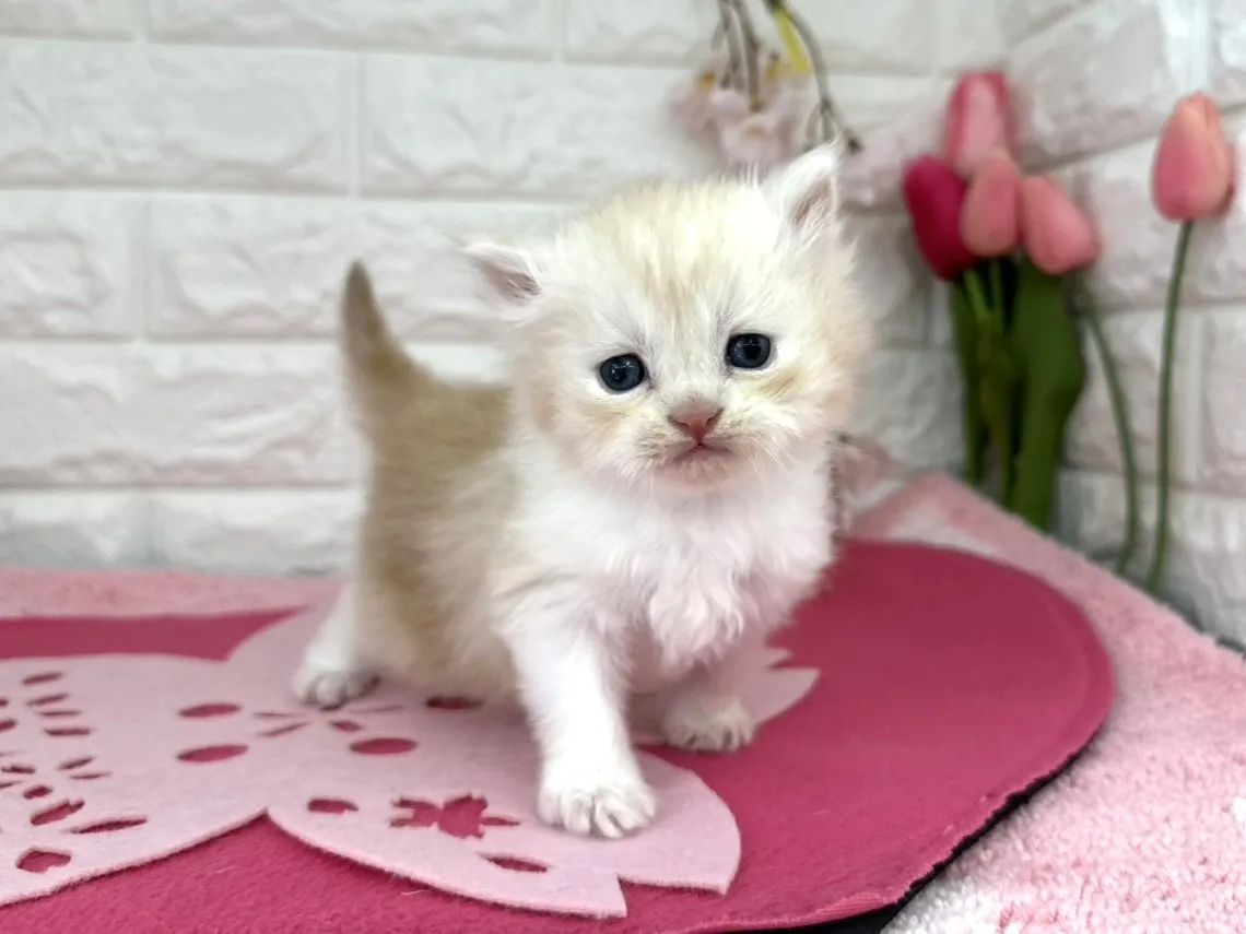 売約済★ミヌエット（足長）★オス★ No.3086