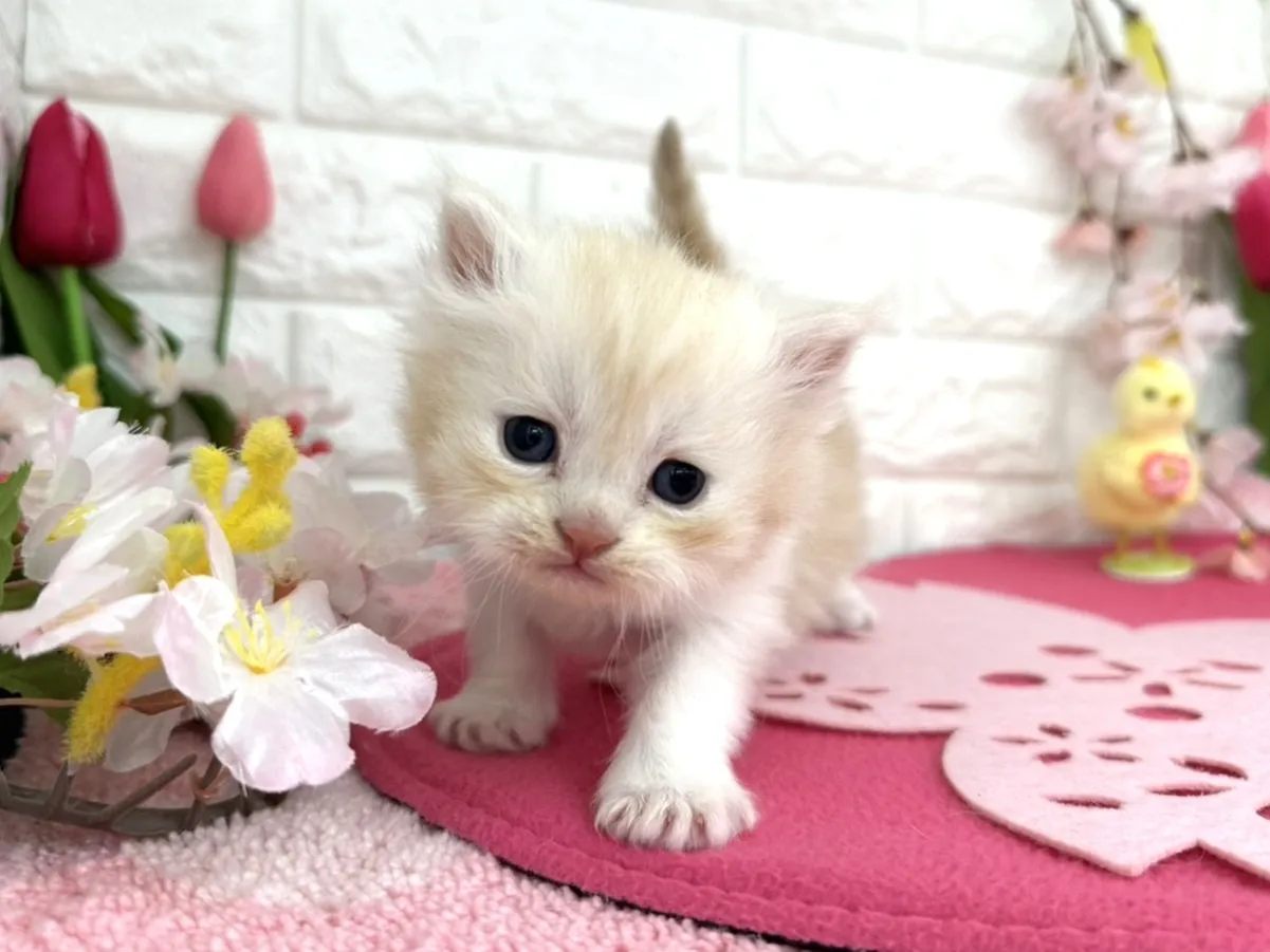 売約済★ミヌエット（足長）★オス★ No.3086