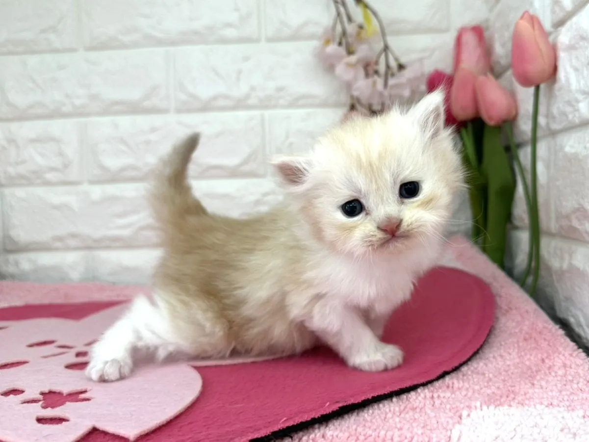 売約済★ミヌエット（足長）★オス★ No.3086