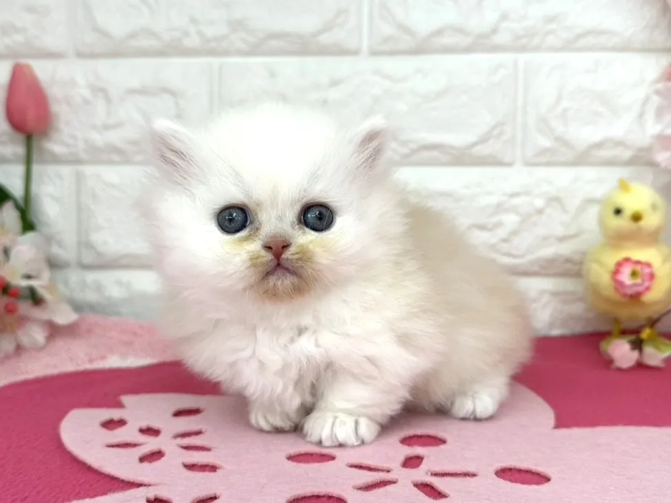 ★ミヌエット（短足）★オス★ No.3088