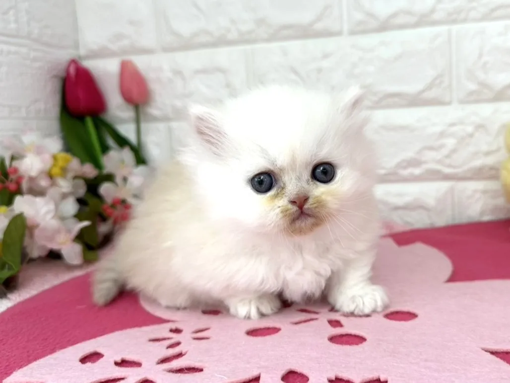 ★ミヌエット（短足）★オス★ No.3088