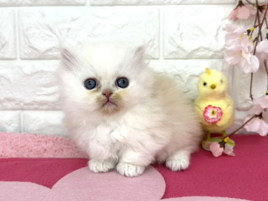 ★ミヌエット（短足）★オス★ No.3088