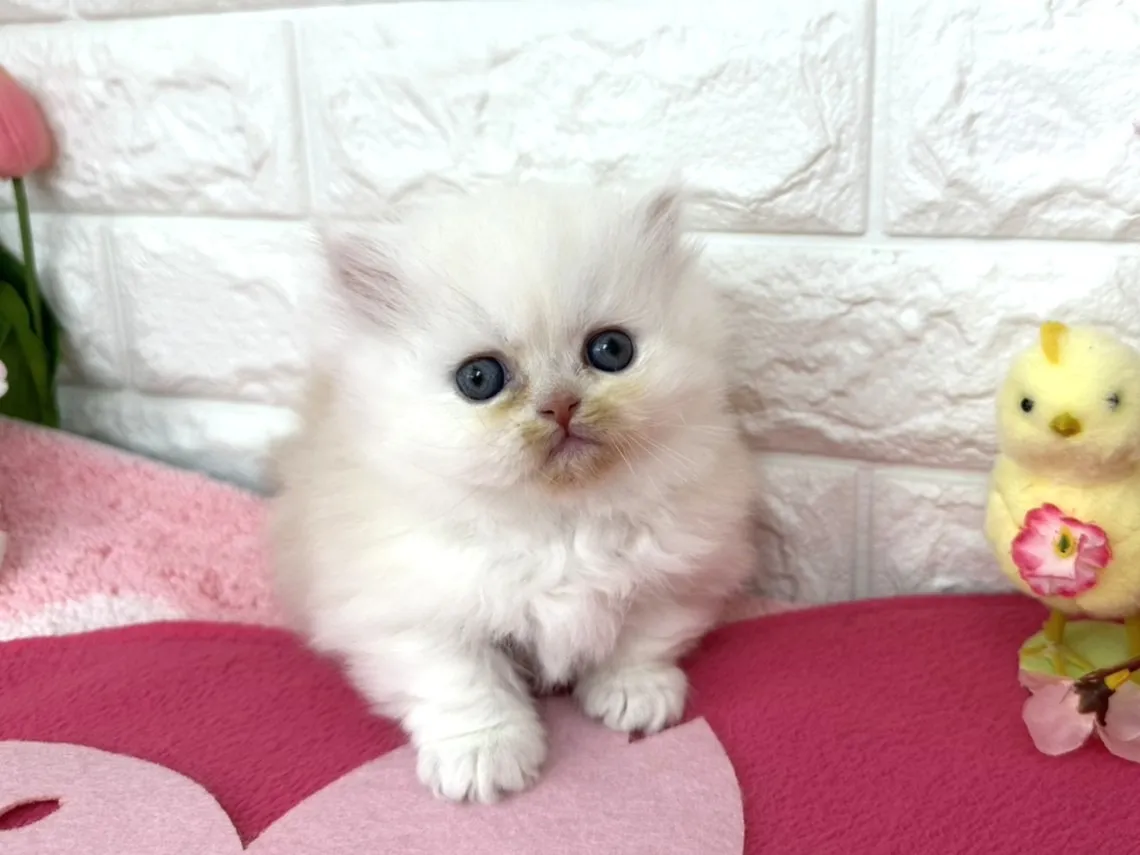 ★ミヌエット（短足）★オス★ No.3088