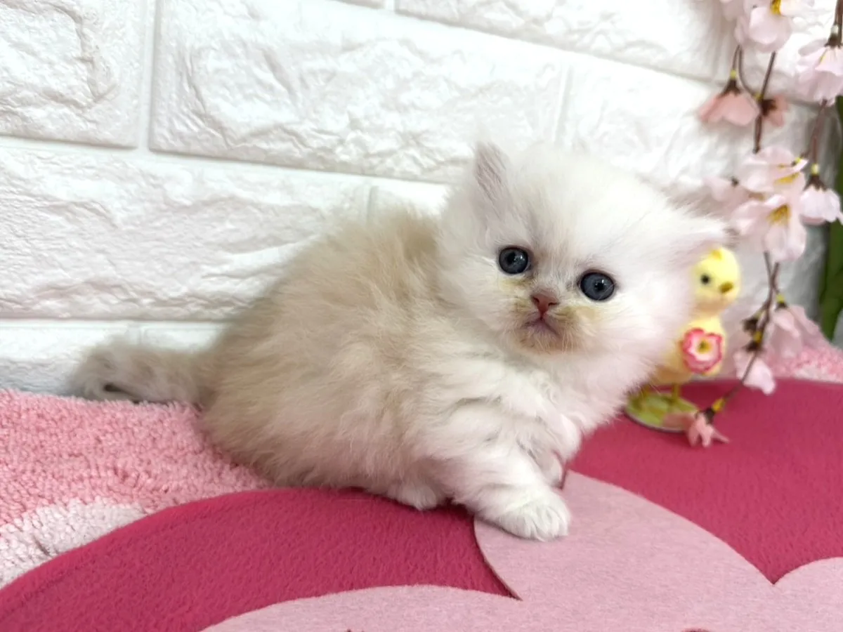 ★ミヌエット（短足）★オス★ No.3088