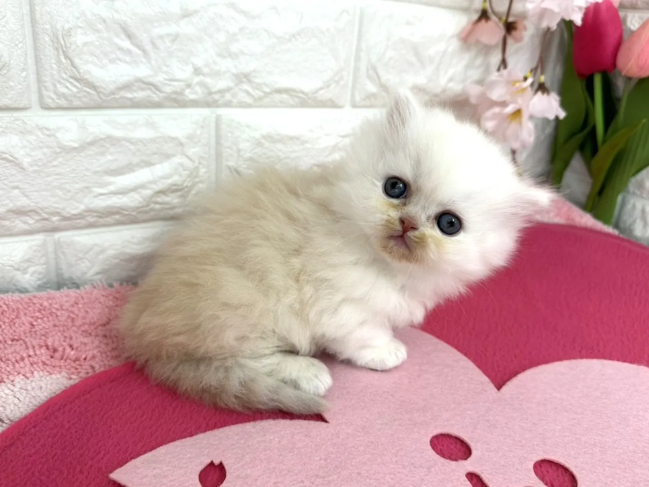 ★ミヌエット（短足）★オス★ No.3088