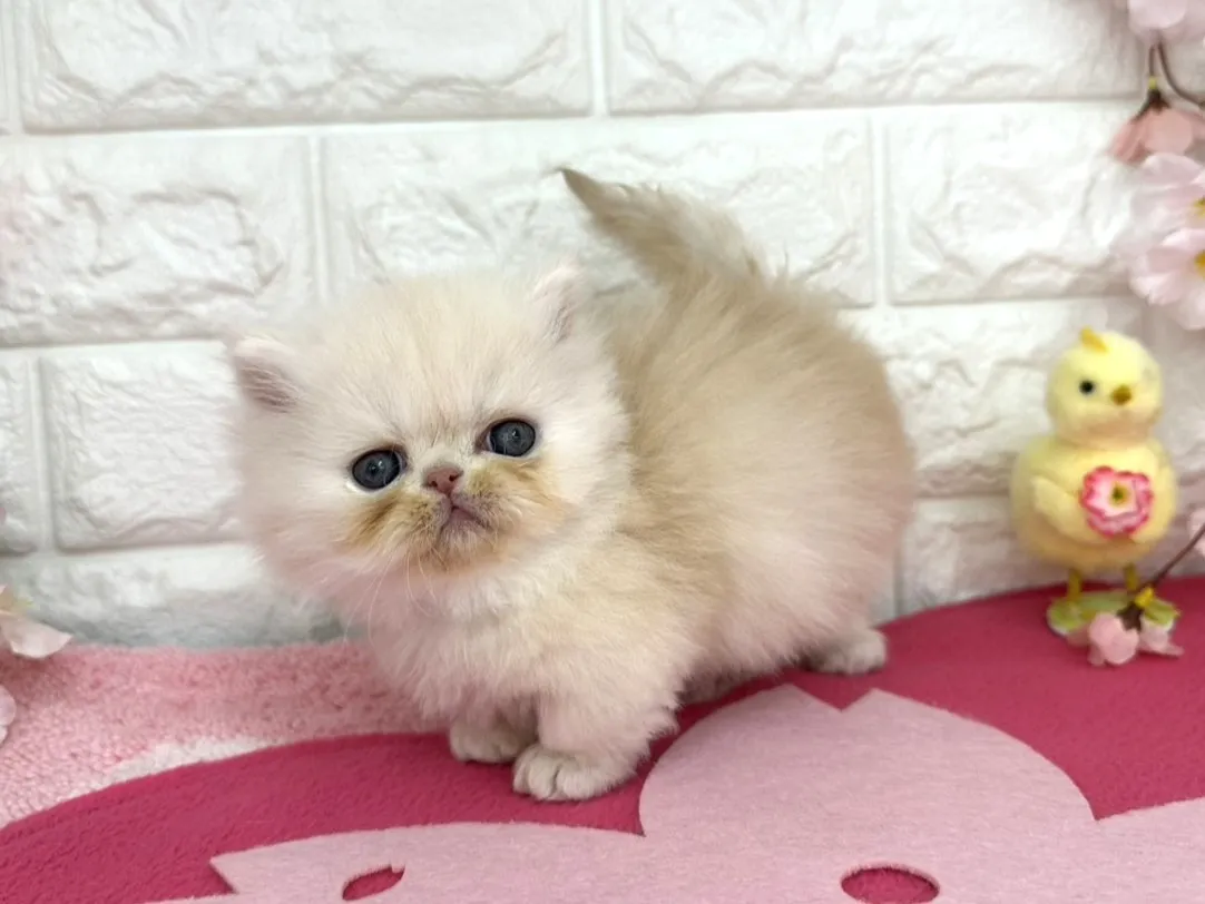 ★ミヌエット（短足）★オス★ No.3089