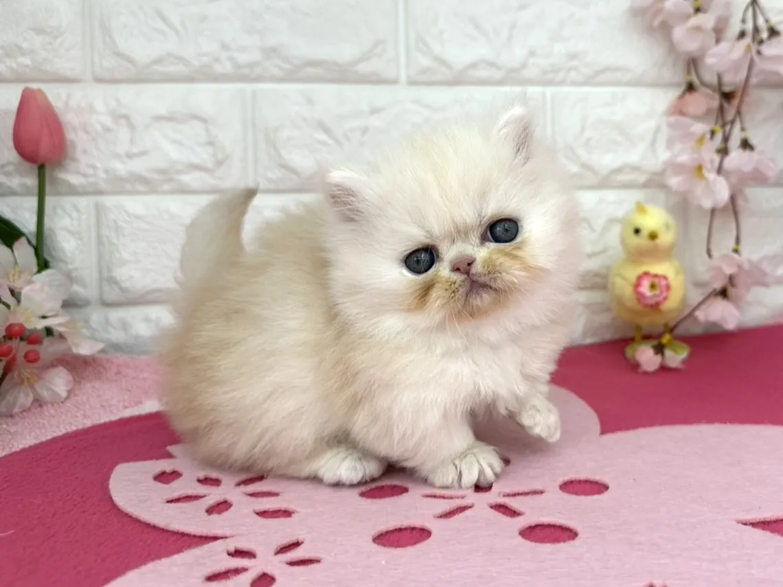 ★ミヌエット（短足）★オス★ No.3089