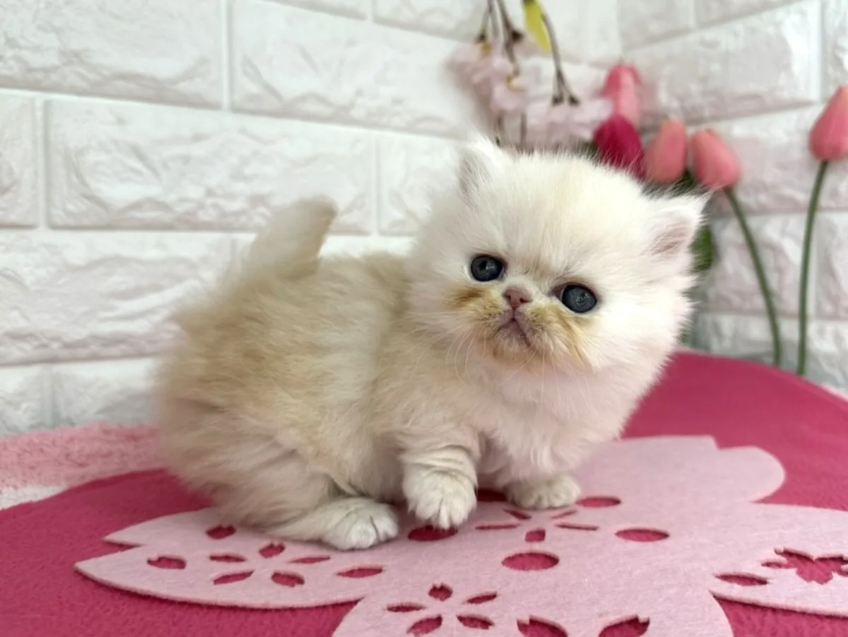 ★ミヌエット（短足）★オス★ No.3089