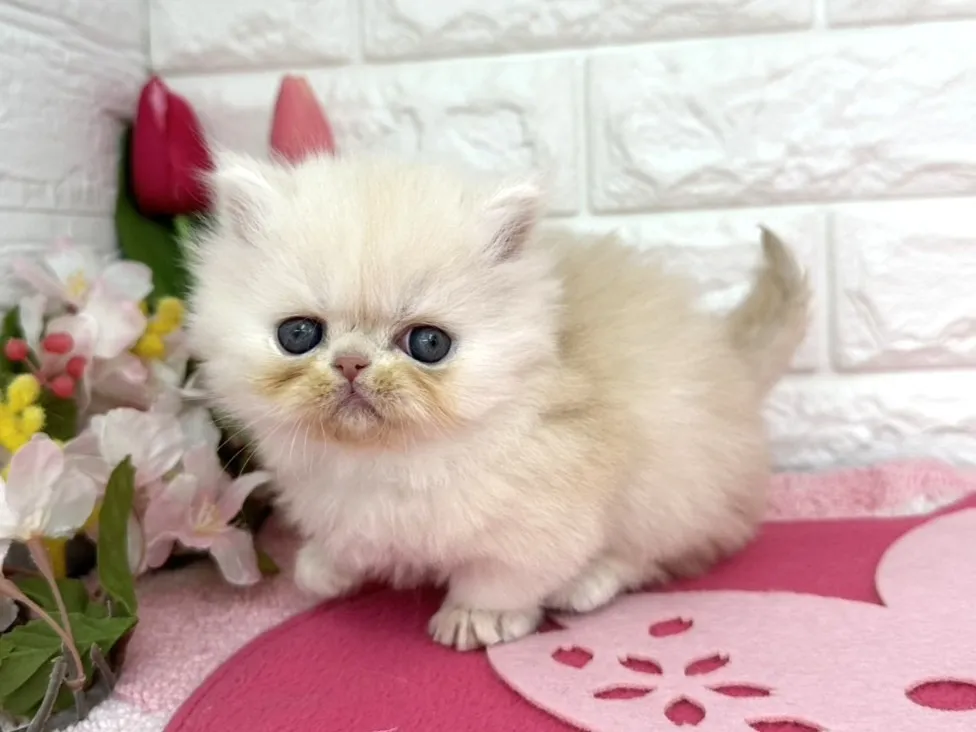 ★ミヌエット（短足）★オス★ No.3089