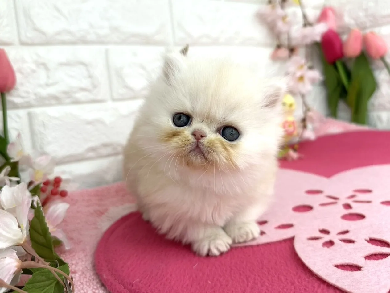 ★ミヌエット（短足）★オス★ No.3089