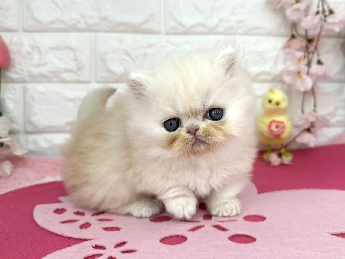 ★ミヌエット（短足）★オス★ No.3089