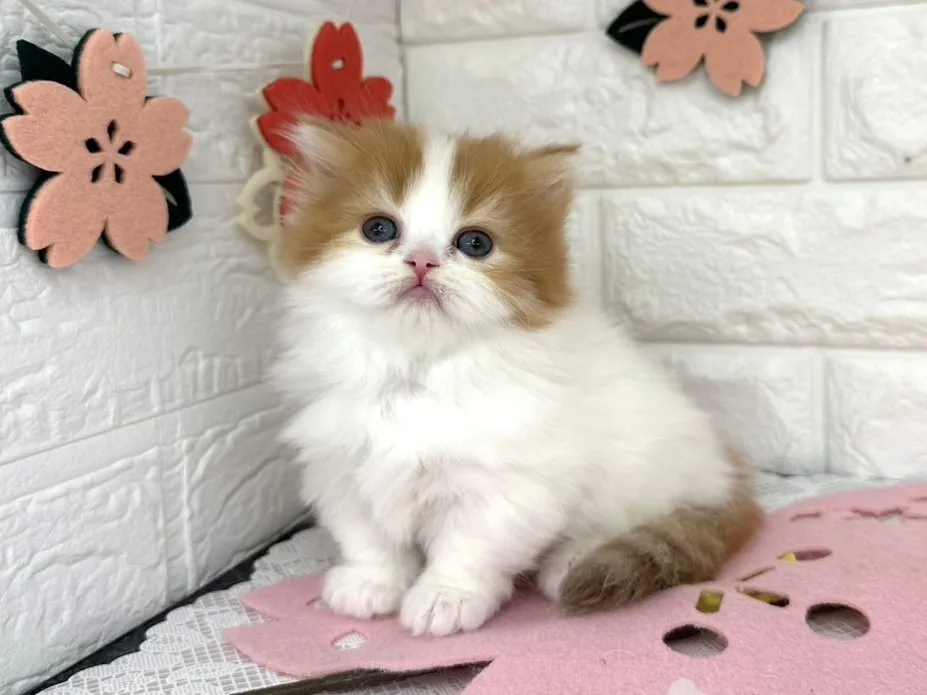 売約済★ミヌエット（短足）★メス★ No.3090