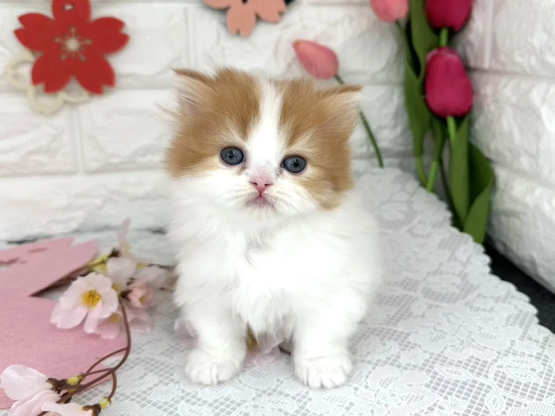 売約済★ミヌエット（短足）★メス★ No.3090