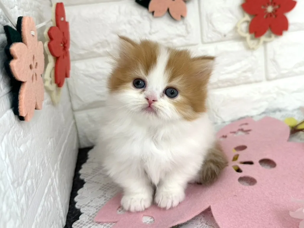 売約済★ミヌエット（短足）★メス★ No.3090