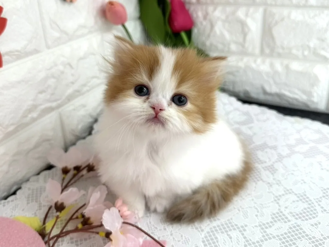 売約済★ミヌエット（短足）★メス★ No.3090