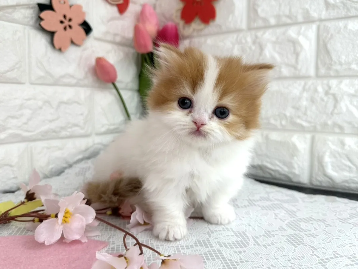 売約済★ミヌエット（短足）★メス★ No.3090