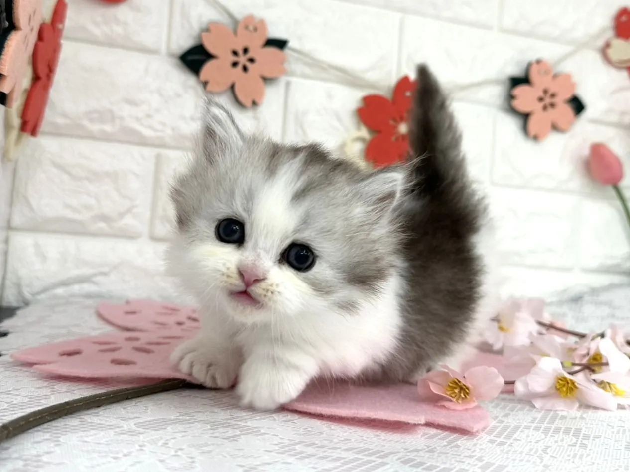 売約済★ミヌエット（短足）★オス★ No.3091